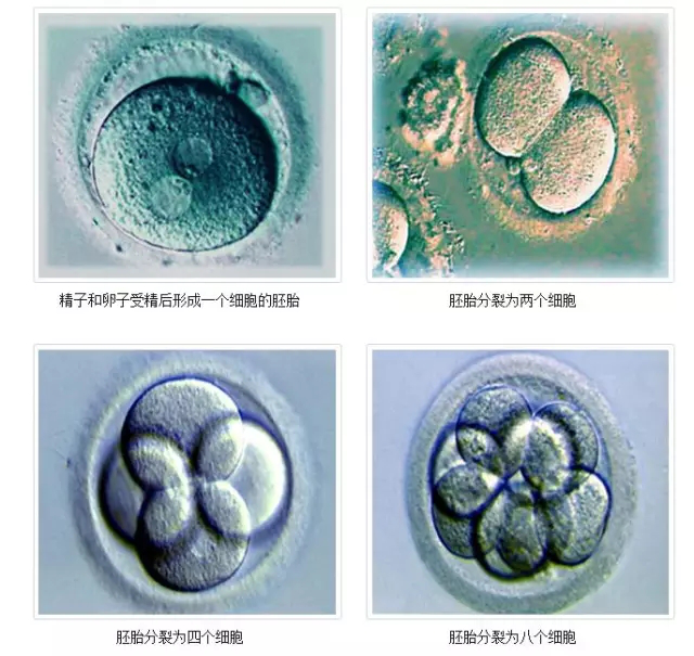  试管婴儿胚胎是如何分级的?